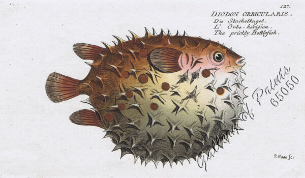 Diodon Orbicularis  [Birdbeak Burrfish]  Die Stachelkugel.  L'Orbe-herisson.  The prickly Bottlefish.