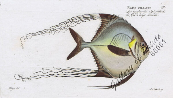 Zeus Ciliaris  [Pompano] [Pennant Fish/Threadfin Trevally]  Der langhaarige Spiegelfisch.  Le Gal à longs cheveux.