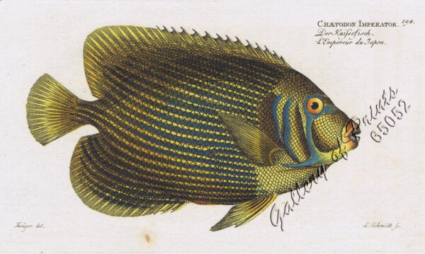 Chætodon Imperator  [Emperor Angelfish]  Der Kaiserfisch.  L'Empereur du Japon.