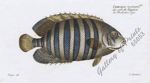 Chætodon Fasciatus.  [Diagonal Butterflyfish]  [Raccoon Butterflyfish]  Der gestreifte Klippfisch.  La Bandoulière rayée.