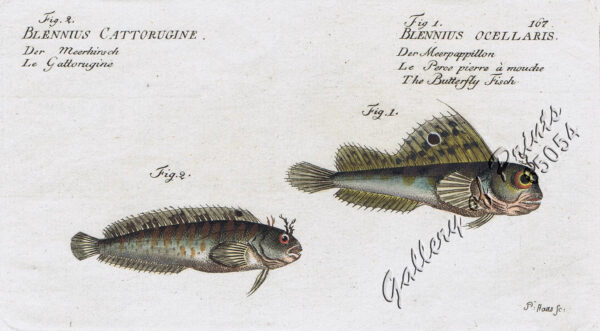 Fig. 1. Blennius Ocellaris.  [Butterfly Blenny]  Der Meerpappillon  Le Perce pierre à mouche  The Butterfly Fisch  Fig. 2. Blennius Gattorugine.  [Tompot Blenny]  Der Meerhirsch  Le Gattorugine