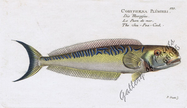 Coryphæna Plümeri  [Sand Tilefish] Die Meerpfau. Le Paon de mer. The Sea-Pea-Cock