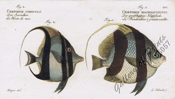 Fig. 1. Chætodon Macrolepidotus.  [Pennant Coralfish]  Der grosschuppige Klippyfisch.  La Bandoulière à grandesecailles.  Fig. 2. Chaetodon Cornutus.  [Moorish Idol]  Der Seereiher.  Le Heron de mer.
