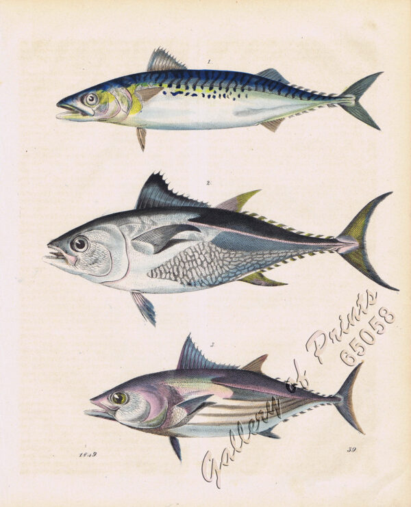 1. [Skipjack Tuna].  2. [Atlantic Bluefin Tuna].  3. [Albacore/Longfin Tuna].