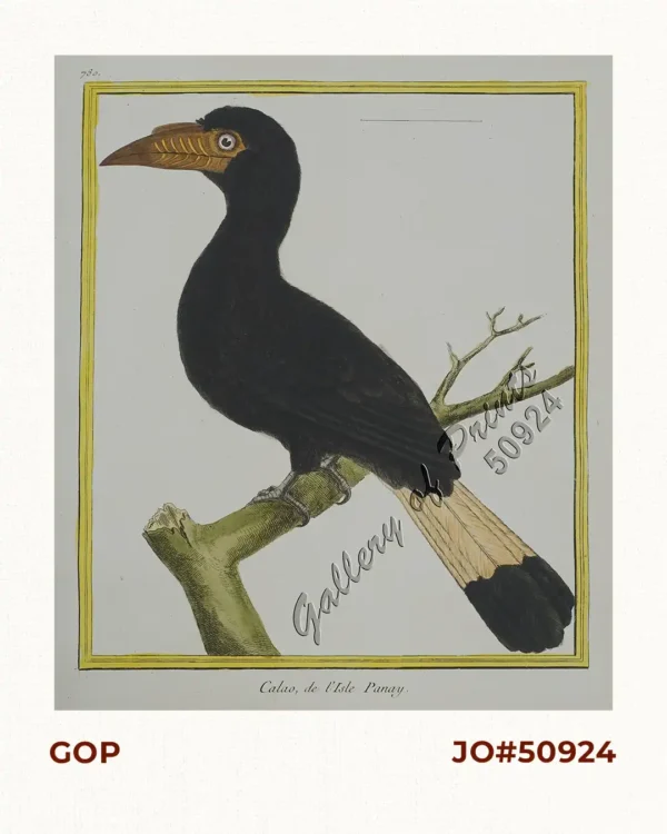 Calao, de I'Isle Panay [Tarictic Hornbill (female)] [Tariktik (babae)] [Penelopides Panini]