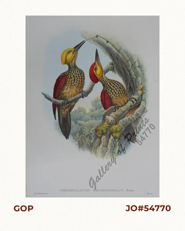 Chrysocolaptes lucidus xanthocephalus (Negros yellow-faced woodpecker) Modern Name: Crimson-Backed Woodpecker