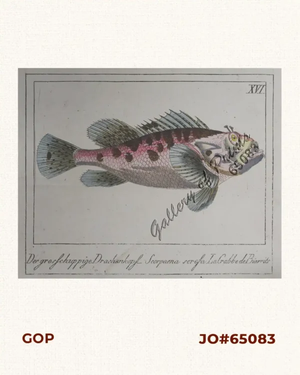 Der grosschuppige Drachenkopf - Scorpaena scrofa. LaGrabbe de Biarrits. [The Large-Scaled Scorpion Fish]