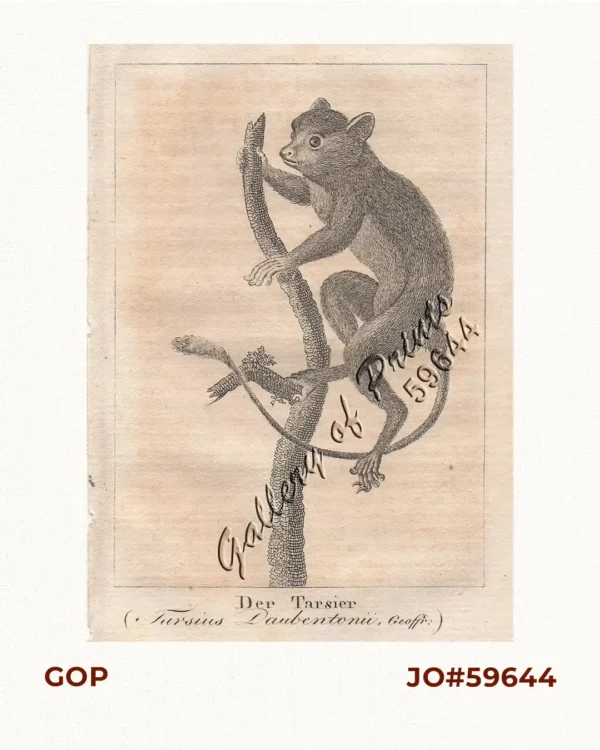 Der Tarsiér (Tarsius Daubentonii, Geoffr:)