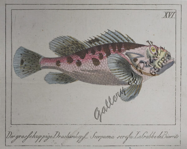 Der grosschuppige Drachenkopf - Scorpaena scrofa. LaGrabbe de Biarrits. [The Large-Scaled Scorpion Fish]