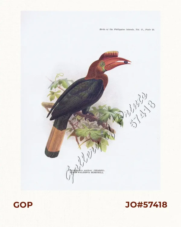 Cranobrontes waldeni [Lord Walden's Hornbill]