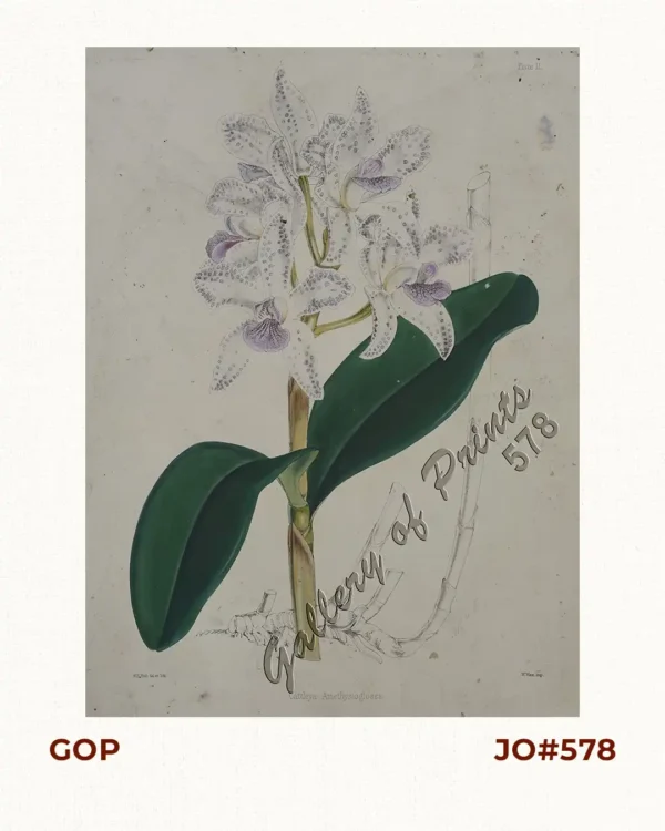 Cattleya Amethystoglossa