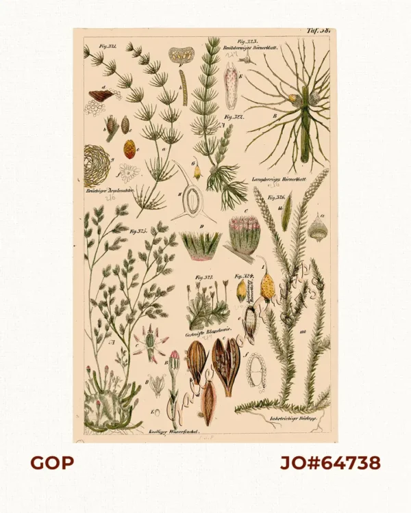 Brüchiger Armleuchter. Fig. 321. Langdorriges Hörnerblatt. Fig. 322. Breitdorniges Hörnerblatt. Fig. 323. Kurzdorninges Hörnerblatt. Fig. 324. Knolliger Wasserfenchel. Fig. 325. Iahrtriebiger Bärlapp. Fig. 326. Gestreiste Blandomie. Fig. 327.