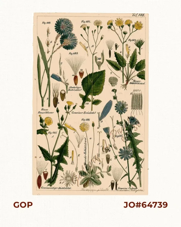 Blaue Rasselblume. Fig. 601; Gemeiner Rainkohl. Fig. 602; Mauer-Habichtskraut. Fig. 603; Stacheliger Distelsalat. Fig. 604; Gemüsseartiger Distelsalat. Fig. 605; Mäuseohr-Habichtskraut. Fig. 606; Geneine Cichorie. Fig. 607.