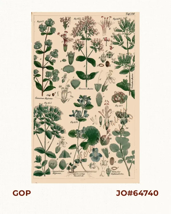 Gemeiner Majoran. Fig. 672; Gemeiner Dosten. Fig. 673; Cretischer Dosten. Fig. 674; Smynaischer Majoran. Fig. 675; Epheuartige Gundelrebe. Fig. 676; Getischer Diptamdosten. Fig. 677.