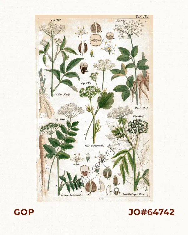 Zucker-Merk. Fig. 1007; Ninsi-Merk. Fig. 1008; Anis Biebernell. Fig. 1009; Grosse Biebernell. Fig. 1010; Breitblättriger Merk. Fig. 1011.