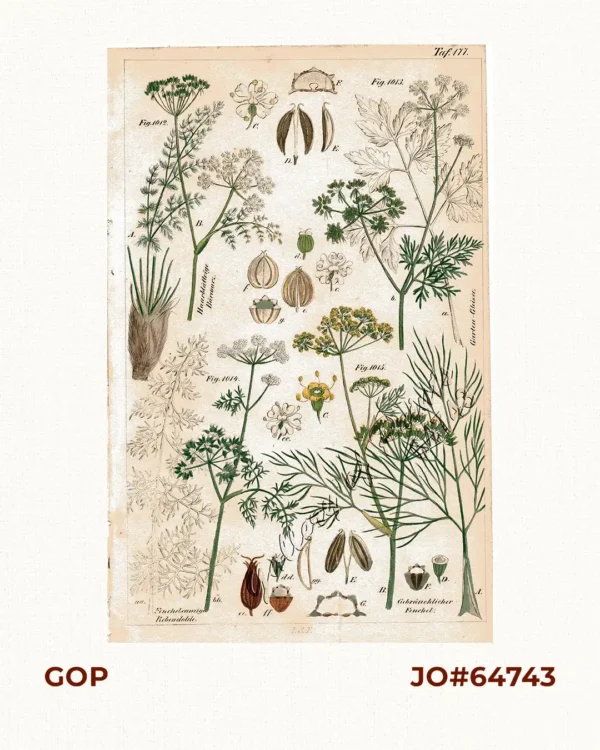 Haarblättrige Bärwurz. Fig. 1012; Garten-Gleisse. Fig. 1013; Fenchelsamige Rebendolde. Fig. 1014; Gebräuchlicher Fenchel. Fig. 1015.