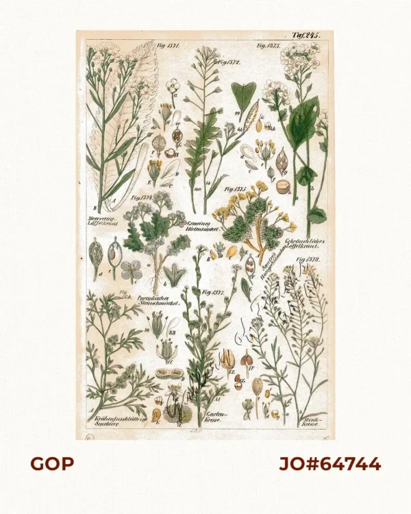 Meerrettig-Löffelkraut. Fig. 1371; Gemeines-Hirtentäschel. Fig. 1372; Gebräuchliches Löffelkraut. Fig. 1373; Pyrenäisches Steinschmückel. Fig. 1374; Sauter's Hungerblümchen. Fig. 1375; Krähenfussblättrige Senebiere. Fig. 1376; Garten-Kresse. Fig. 1377; Stink-Kresse. Fig. 1378.