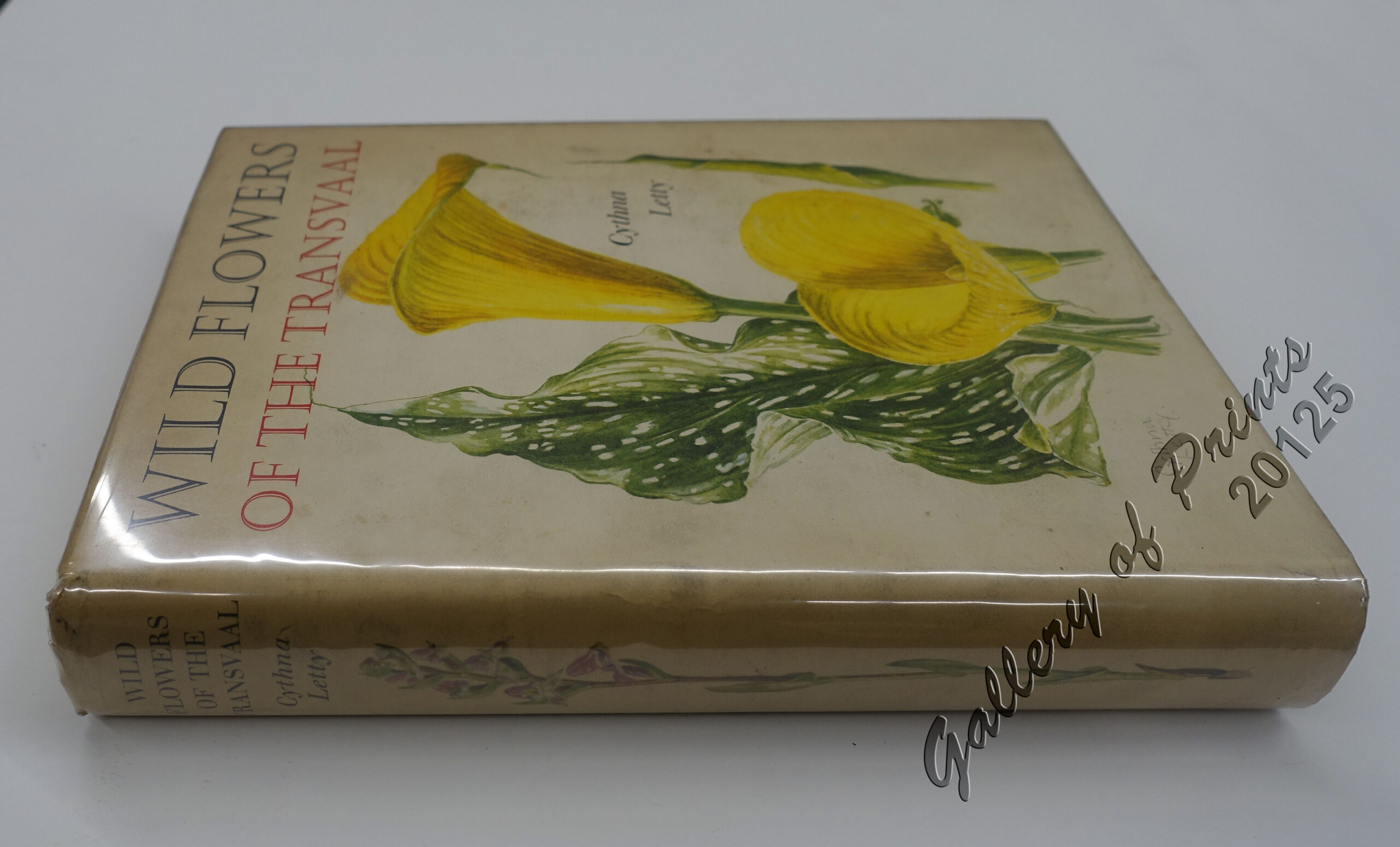 Wild Flowers of the Transvaal - Image 2