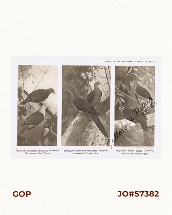 1) Leucotreron leclancheri leclancheri [Black-chinned Fruit Pigeon].  2) Macropygia phasianella tenuirostris [Slender-billed Cuckoo Dove].  3) Phapitreron leucotis leucotis [Northern White-eared Pigeon].