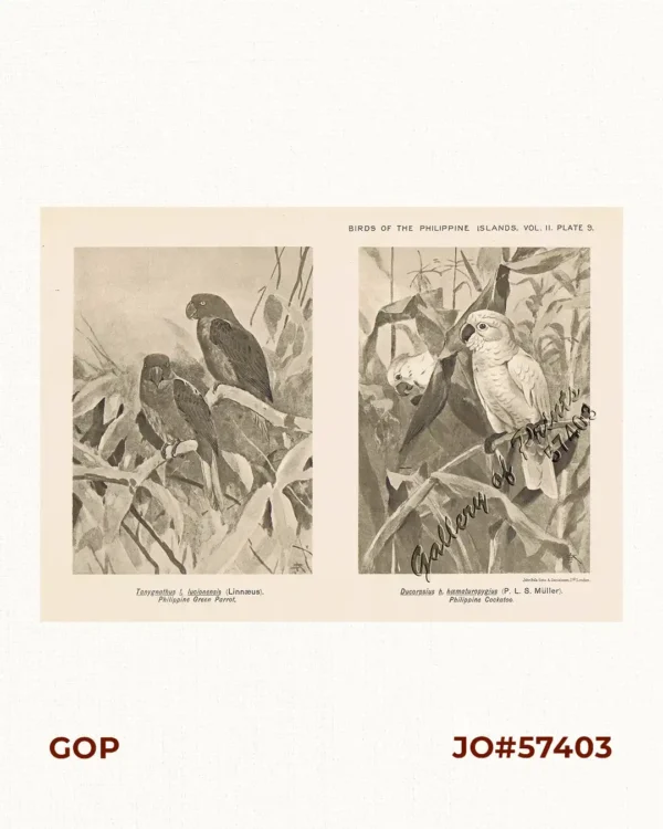 1) Tanygnathus I. Lucionensis [Philippine Green Parrot].  2) Ducorpsius h. hæmaturopygius [Philippine Cockatoo].
