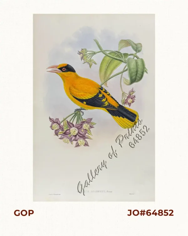Oriolus Broderipi, Bonap. [Broderip's Oriole] [Black-naped oriole]