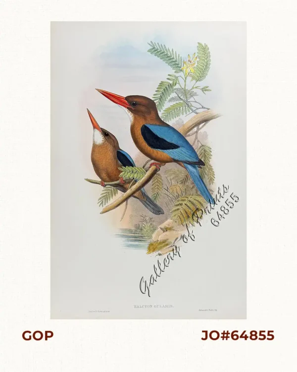 Halcyon Gularis. [Manilla Kingfisher] [Brown-breasted kingfisher]