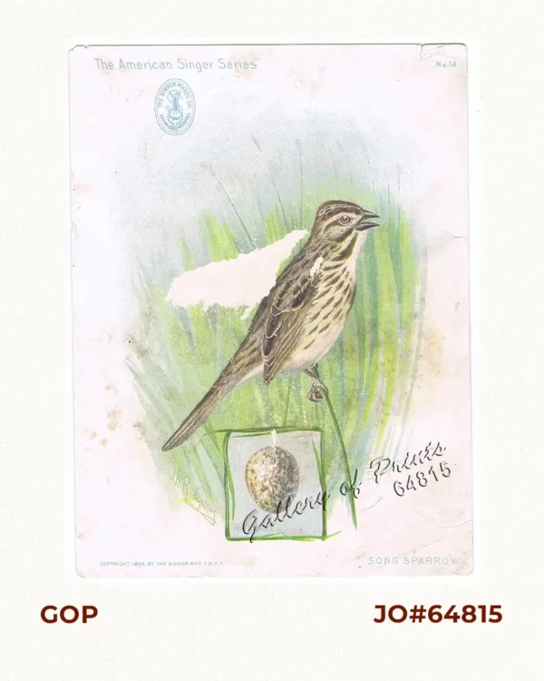 Song Sparrow - [Maya][verso] - 3 Filipinas in Sarong and Saya