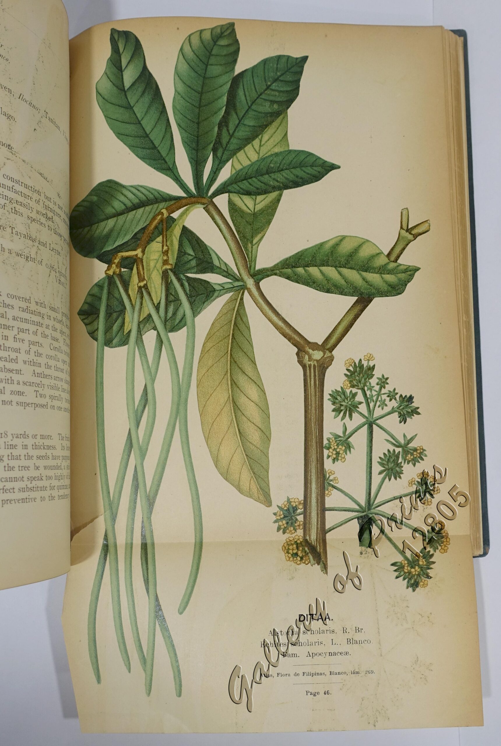 Compilation of Notes on the Most Important Timber Tree Species of the Philippine Islands - Image 4