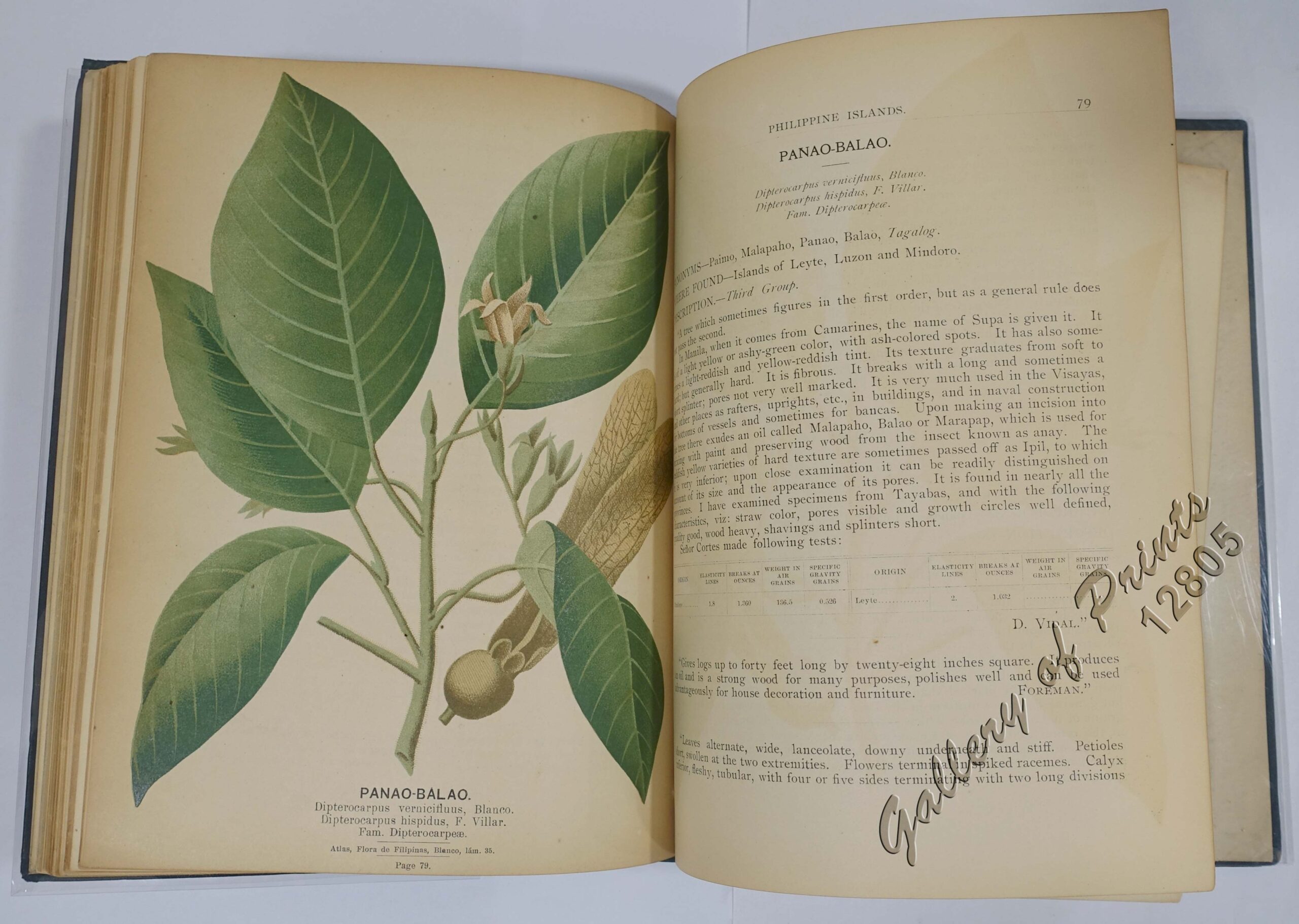 Compilation of Notes on the Most Important Timber Tree Species of the Philippine Islands - Image 6