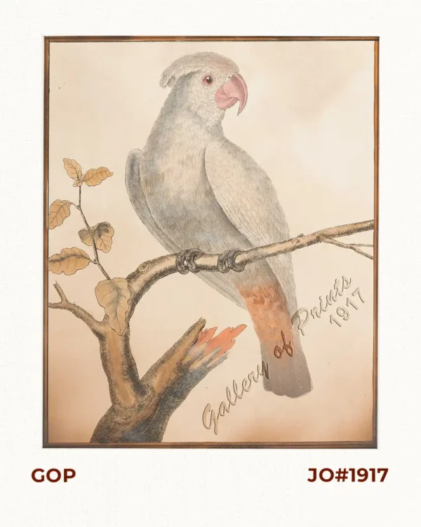 Petit Kakatoes, des Philippines  [Philippine Cockatoo] [Katala]  [Cacatua Haematuropygia]