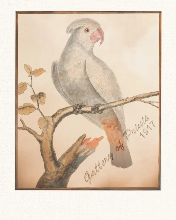 Petit Kakatoes, des Philippines  [Philippine Cockatoo] [Katala]  [Cacatua Haematuropygia]