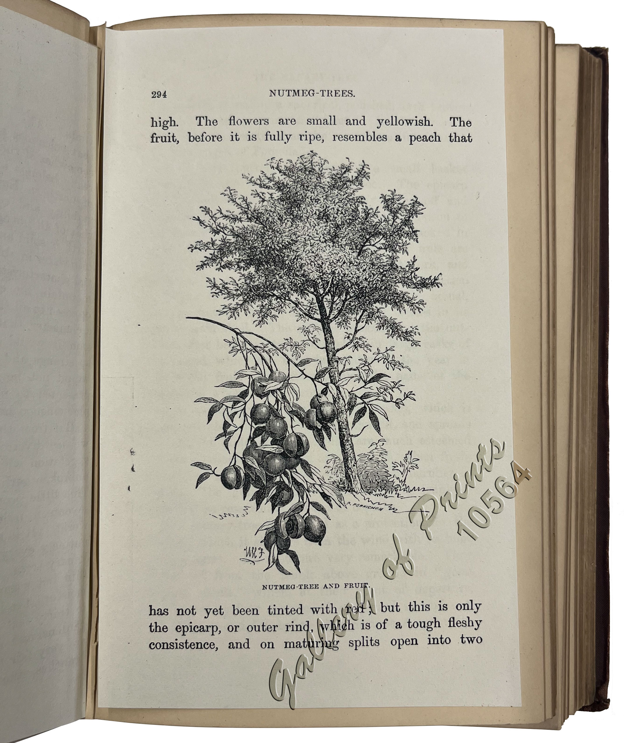 The Eastern Archipelago: Described and Illustrated - Image 5