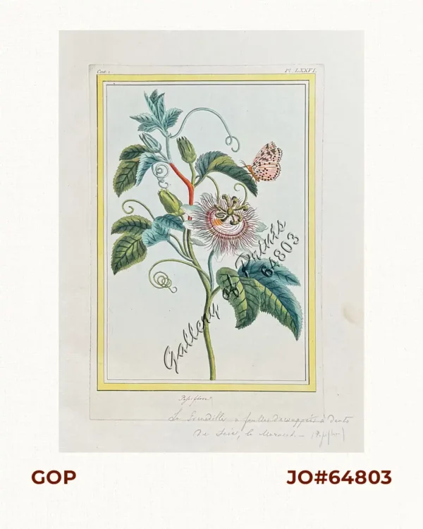 Passiflora [Blue Passion Flower & Moth]