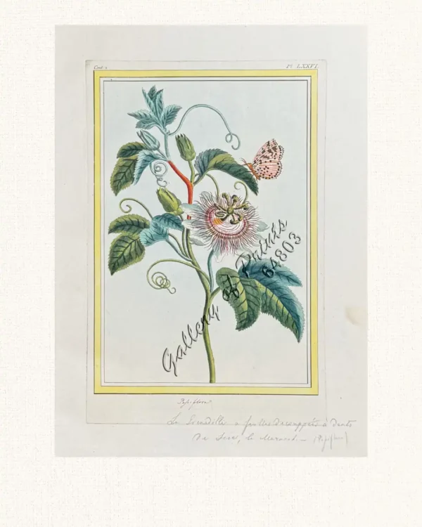 Passiflora [Blue Passion Flower & Moth]