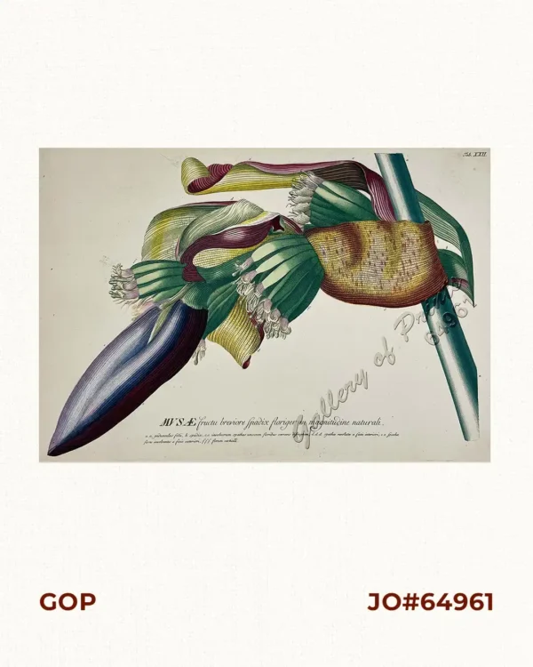 MUSÆ fructu breviore spadix floriger in magnitudine naturali.  [Banana with Shorter Fruit and a Flowering Spadix, in Natural Size]  a.a. pedunculus folü, b. spadix. c.c. involucrum spathas unacum froribus coercens difruptum, d.d.d. spathae revolutae a facie interiori, e.e. spathae flores involventes a facie exteriori, f.f.f. florum verticilli.  [a.a. the stalk with leaves]  [b. the spadix (flower spike)]  [c.c. one long, with a spathe (bract) enclosing one fruit and one flower]  [d. the external view]  [e.f.f. the natural flower.]