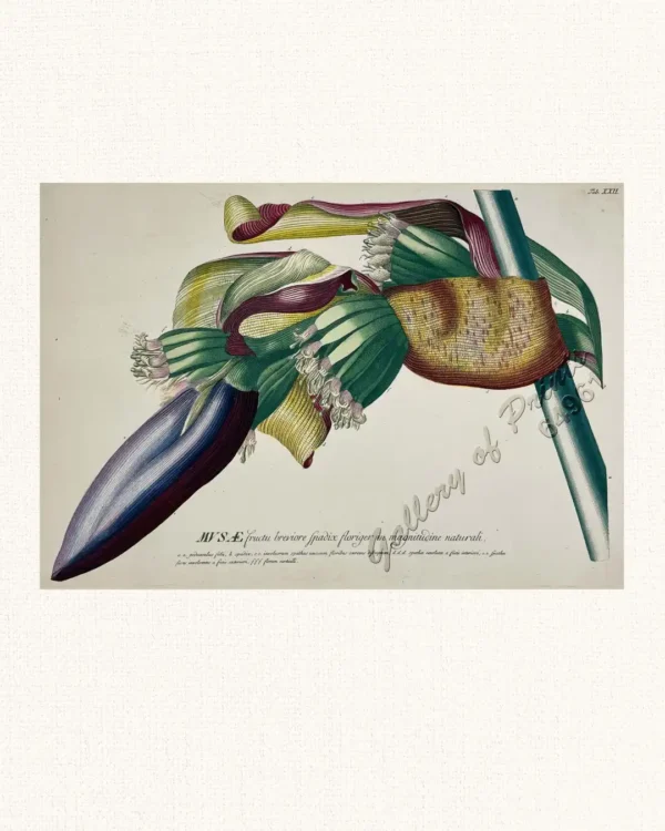 MUSÆ fructu breviore spadix floriger in magnitudine naturali.  [Banana with Shorter Fruit and a Flowering Spadix, in Natural Size]  a.a. pedunculus folü, b. spadix. c.c. involucrum spathas unacum froribus coercens difruptum, d.d.d. spathae revolutae a facie interiori, e.e. spathae flores involventes a facie exteriori, f.f.f. florum verticilli.  [a.a. the stalk with leaves]  [b. the spadix (flower spike)]  [c.c. one long, with a spathe (bract) enclosing one fruit and one flower]  [d. the external view]  [e.f.f. the natural flower.]
