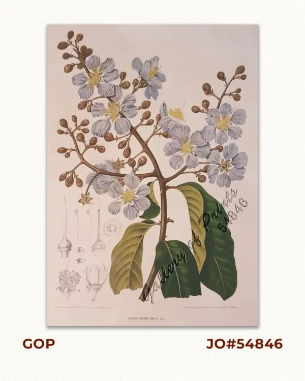 Lagerstroemia Regia. Roxb.  [Tagalog: Banaba Tree]