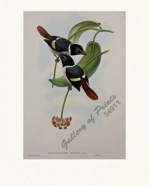 Sarcophanops Steerii  [Steere's Broadbill]
