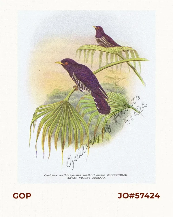 Chalcites xanthorhynchus xanthorhynchus [Javan Violet Cuckoo]