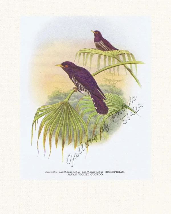 Chalcites xanthorhynchus xanthorhynchus [Javan Violet Cuckoo]