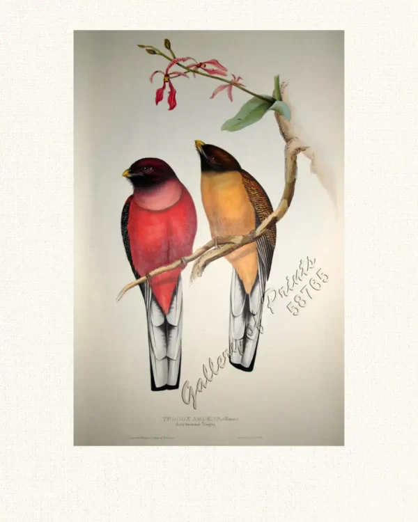 Trogon Ardens - [Rosy-breasted Trogon]