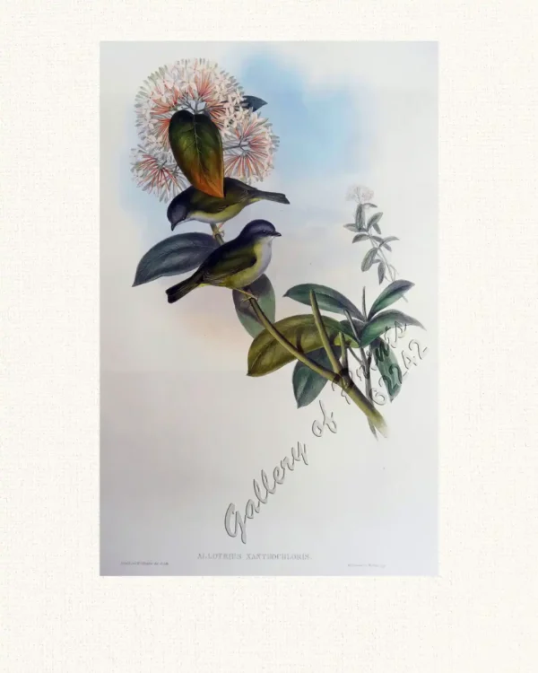 Allotrius Xanthochloris.  [Yellow-green Allotrius]
