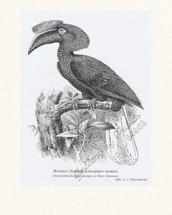 Montano's Hornbill, Limnophalus montani. (Drawn from the type specimen in Paris Museum.)