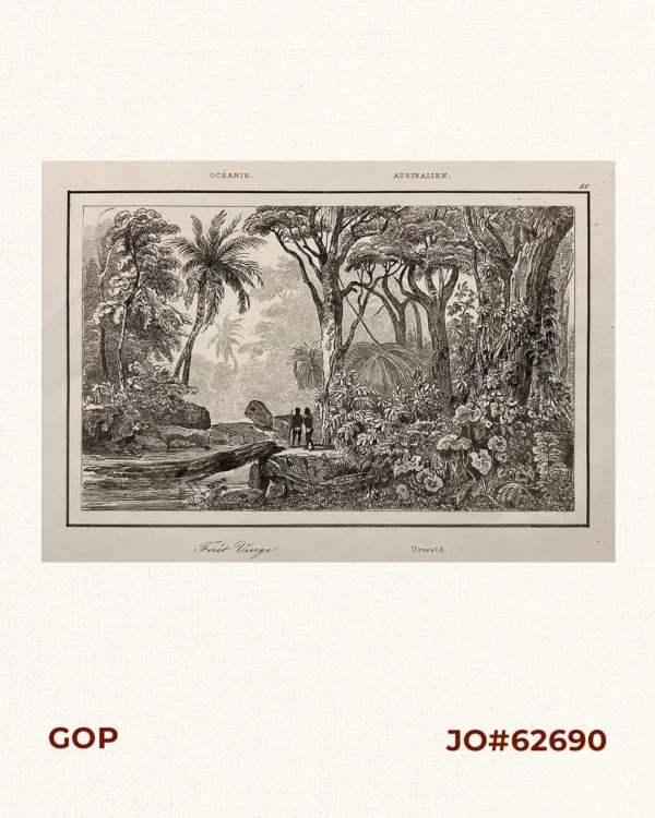Oceanie. – Forest Vierge Australien. – Urwald (von Maindanao) – [Jungle of Mindanao]
